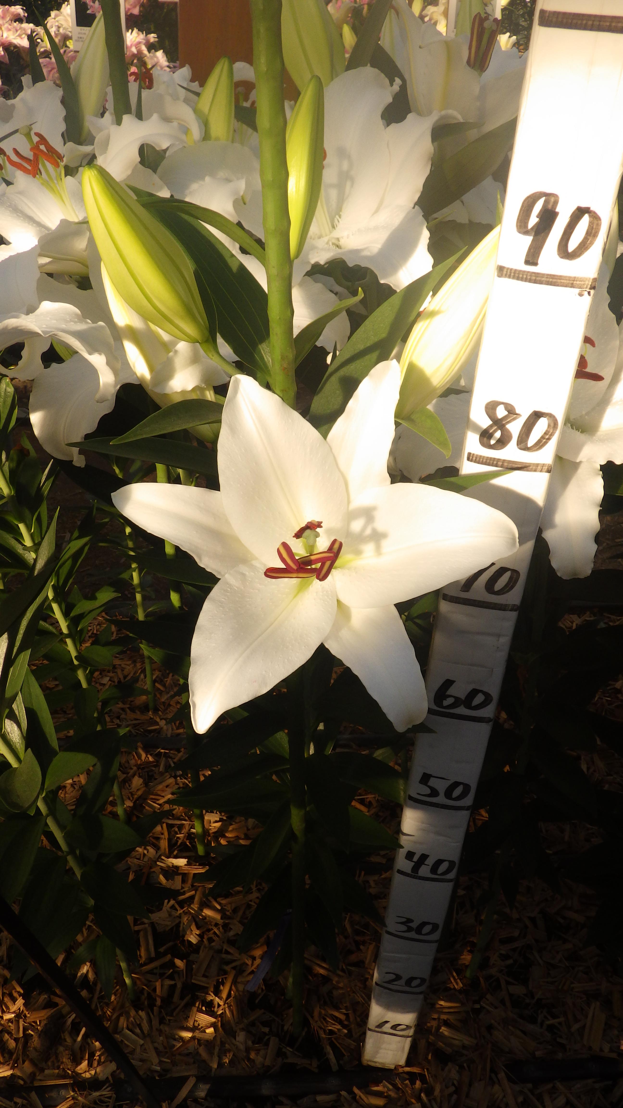 ホワイトパッション